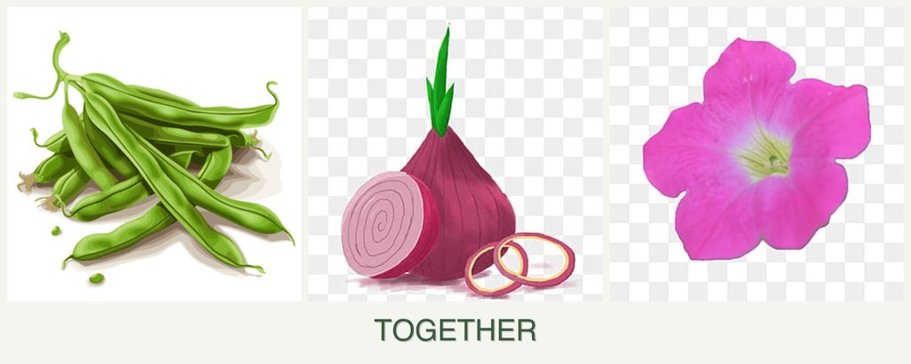 Can you plant beans, onions and petunias together?
