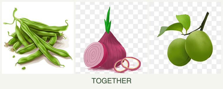 Can you plant beans, onions and plums together?