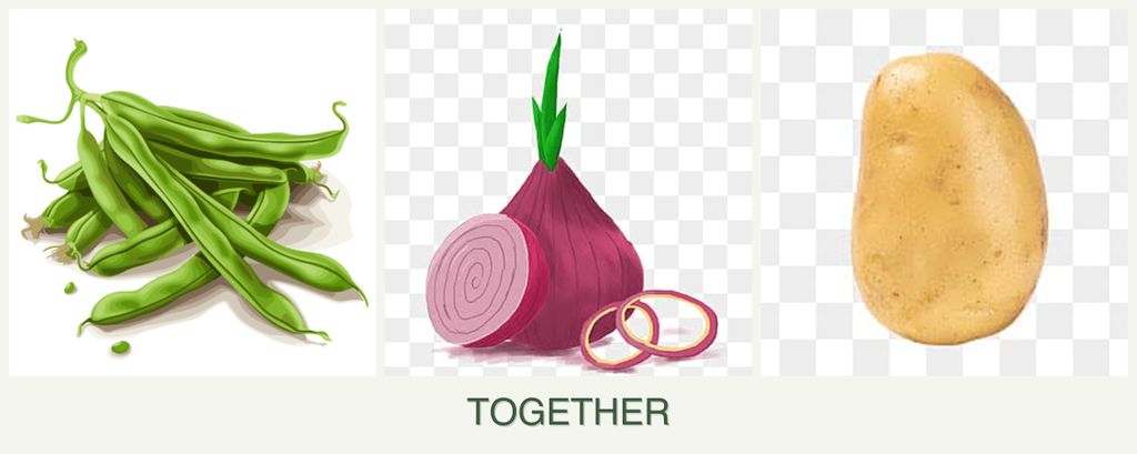 Can you plant beans, onions and potatoes together?