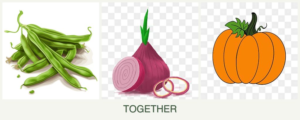 Can you plant beans, onions and pumpkin together?