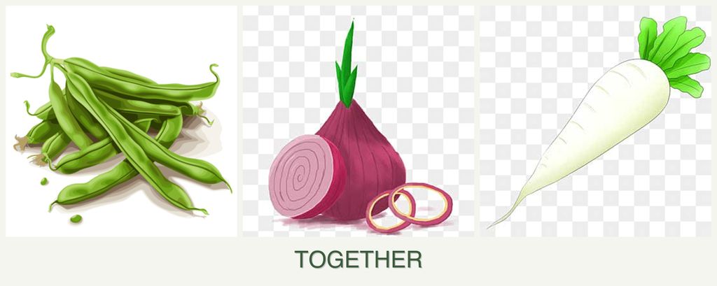 Can you plant beans, onions and radishes together?