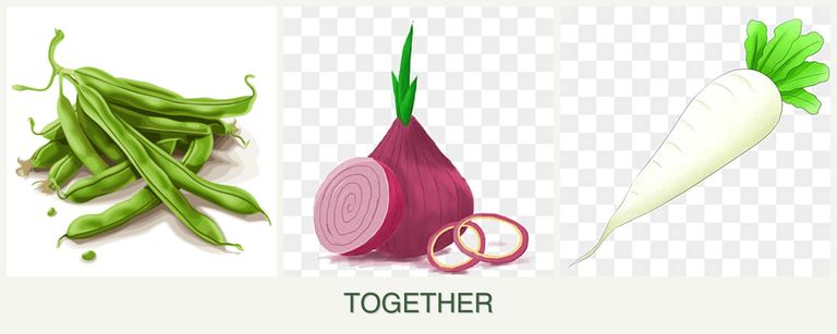 Can you plant beans, onions and radishes together?