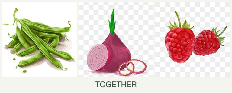 Can you plant beans, onions and raspberries together?