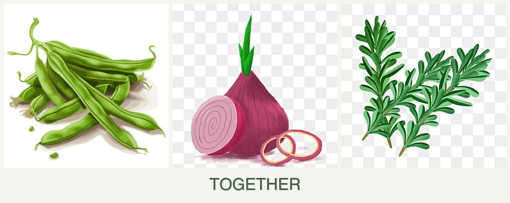 Can you plant beans, onions and rosemary together?