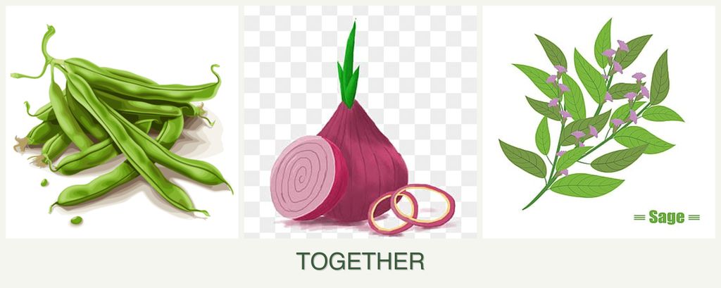 Can you plant beans, onions and sage together?