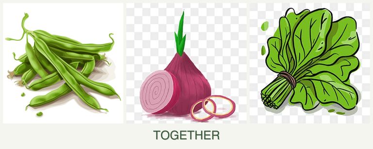 Can you plant beans, onions and spinach together?