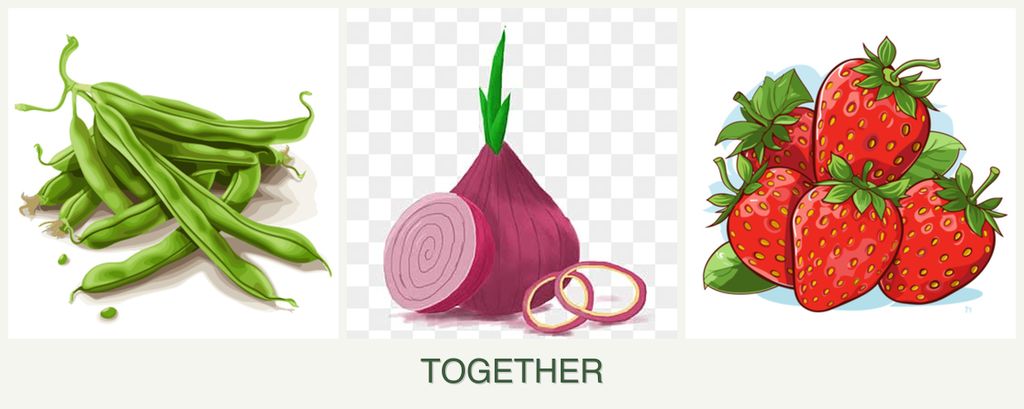 Can you plant beans, onions and strawberries together?