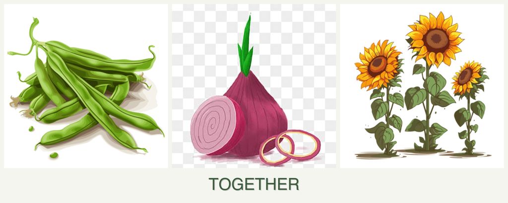 Can you plant beans, onions and sunflowers together?