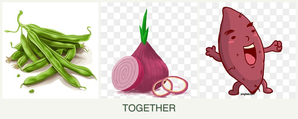 Can you plant beans, onions and sweet potatoes together?