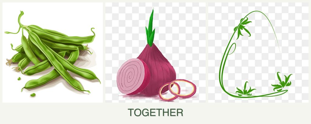 Can you plant beans, onions and tarragon together?