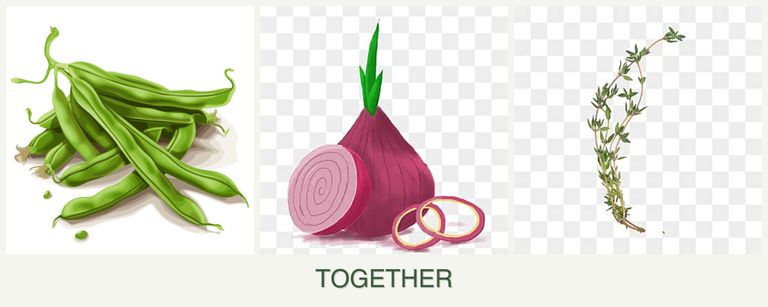 Can you plant beans, onions and thyme together?