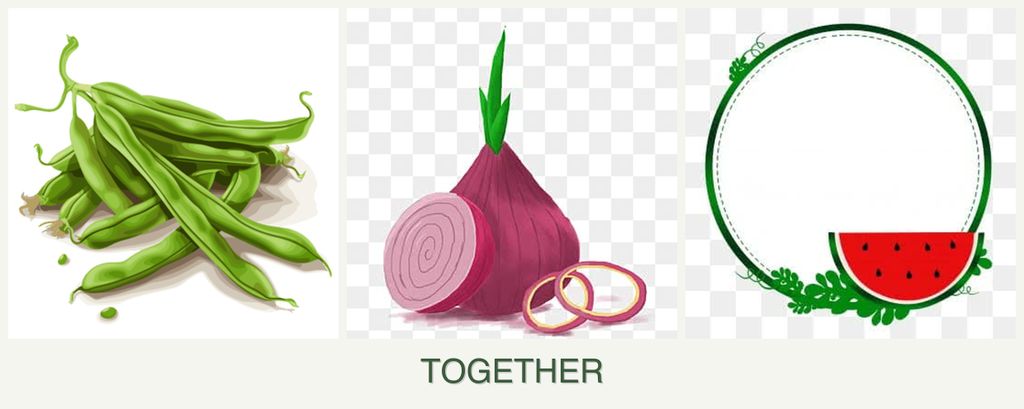 Can you plant beans, onions and watermelons together?