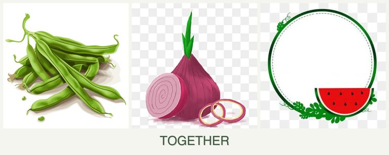 Can you plant beans, onions and watermelons together?