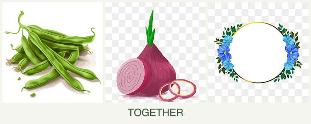 Can you plant beans, onions and zinnias together?