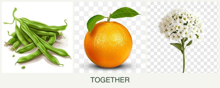 Can you plant beans, oranges and alyssum together?