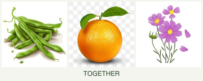 Can you plant beans, oranges and cosmos together?
