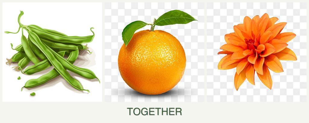 Can you plant beans, oranges and dahlias together?