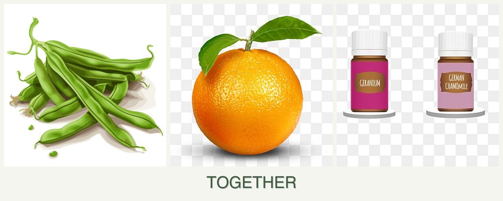 Can you plant beans, oranges and geraniums together?