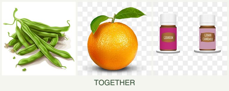 Can you plant beans, oranges and geraniums together?