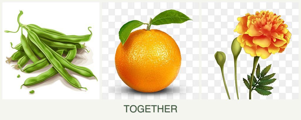 Can you plant beans, oranges and marigolds together?
