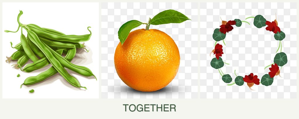 Can you plant beans, oranges and nasturtiums together?