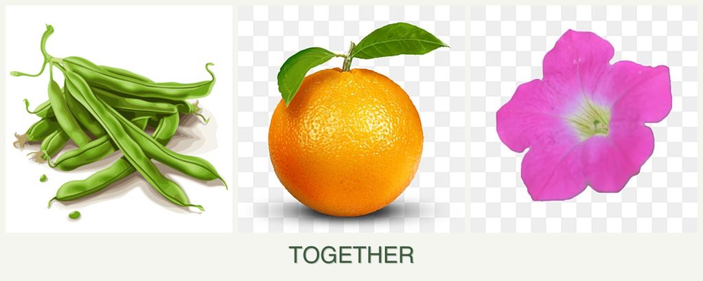Can you plant beans, oranges and petunias together?