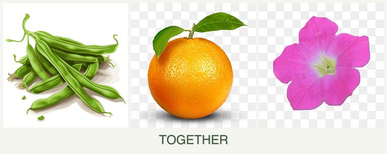 Can you plant beans, oranges and petunias together?