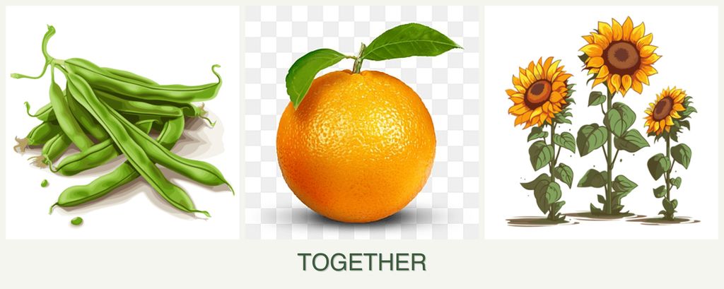 Can you plant beans, oranges and sunflowers together?