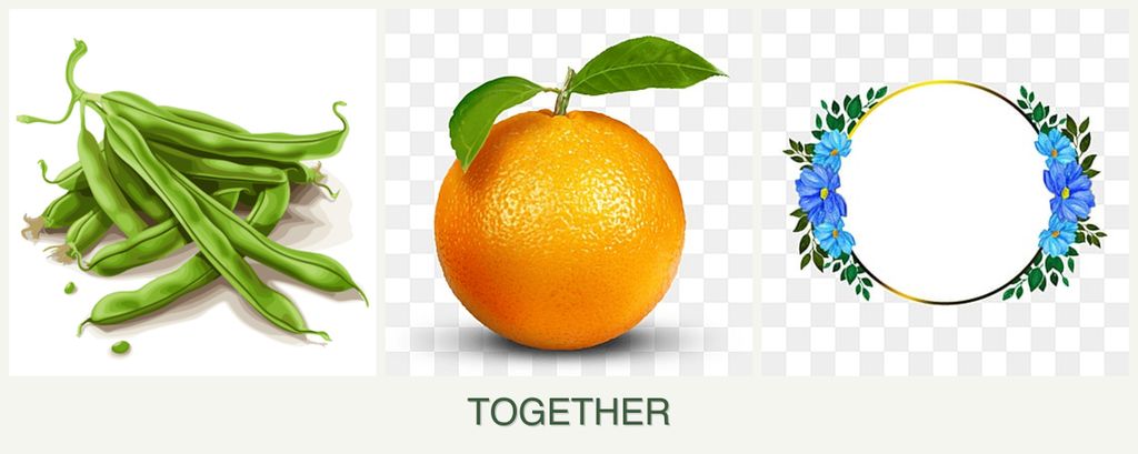 Can you plant beans, oranges and zinnias together?