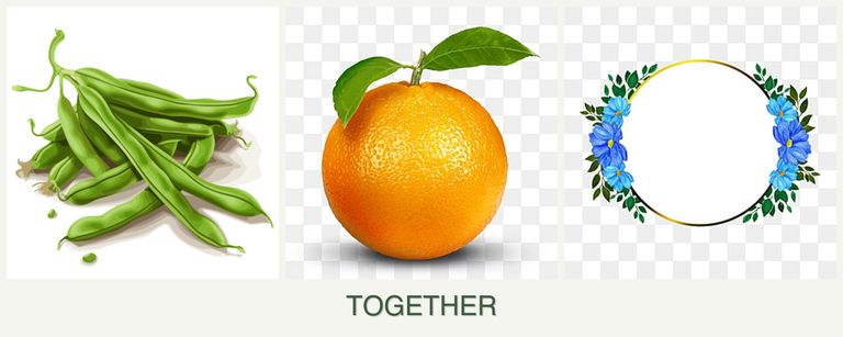 Can you plant beans, oranges and zinnias together?
