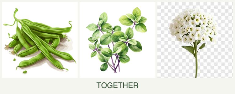 Can you plant beans, oregano and alyssum together?