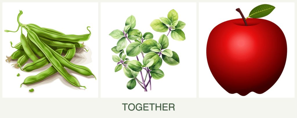 Can you plant beans, oregano and apples together?