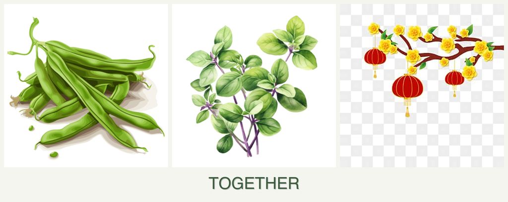 Can you plant beans, oregano and apricots together?