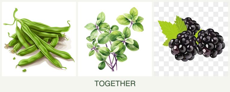 Can you plant beans, oregano and blackberries together?