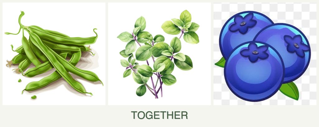 Can you plant beans, oregano and blueberries together?