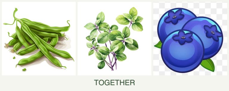 Can you plant beans, oregano and blueberries together?