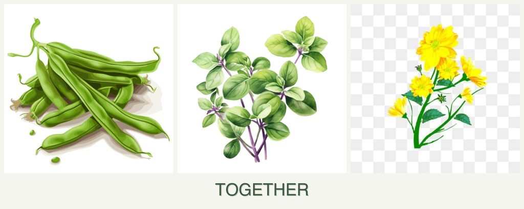 Can you plant beans, oregano and calendula together?
