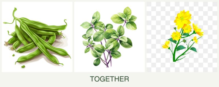 Can you plant beans, oregano and calendula together?