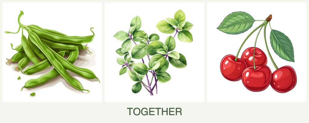 Can you plant beans, oregano and cherries together?