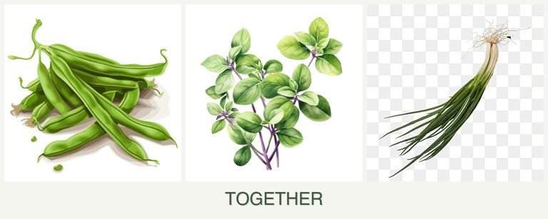 Can you plant beans, oregano and chives together?
