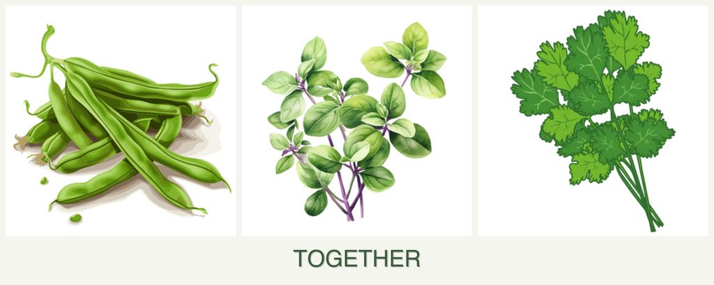 Can you plant beans, oregano and cilantro together?