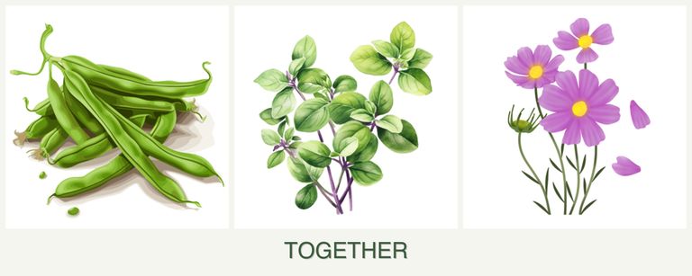 Can you plant beans, oregano and cosmos together?