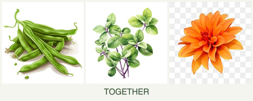 Can you plant beans, oregano and dahlias together?