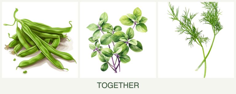 Can you plant beans, oregano and dill together?