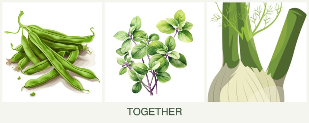 Can you plant beans, oregano and fennel together?