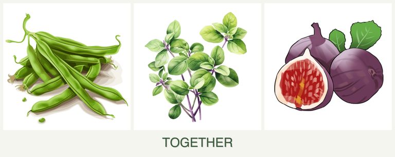 Can you plant beans, oregano and figs together?