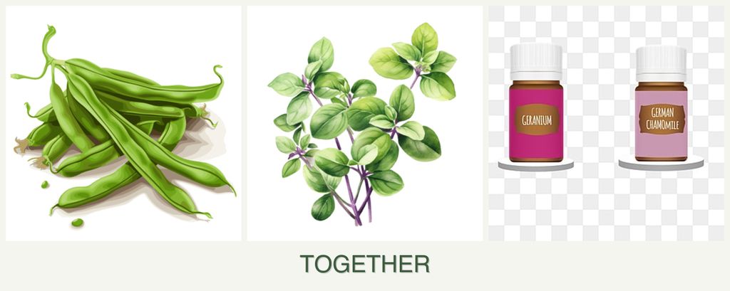 Can you plant beans, oregano and geraniums together?