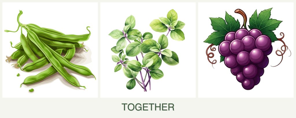 Can you plant beans, oregano and grapes together?