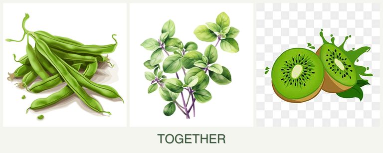 Can you plant beans, oregano and kiwi together?