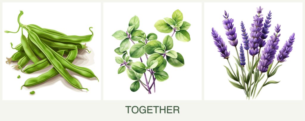 Can you plant beans, oregano and lavender together?